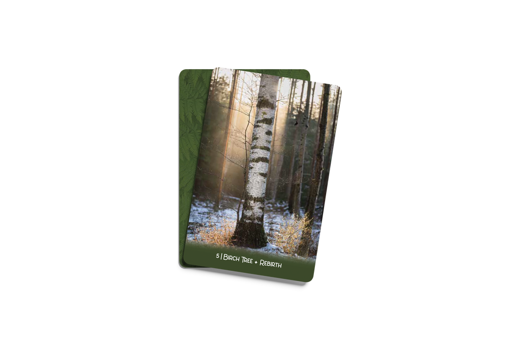[PRE-ORDER] Forest Wisdom Oracle Deck & Guidebook
