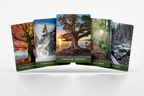[PRE-ORDER] Forest Wisdom Oracle Deck & Guidebook