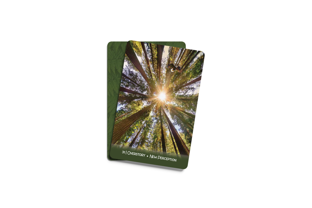 [PRE-ORDER] Forest Wisdom Oracle Deck & Guidebook