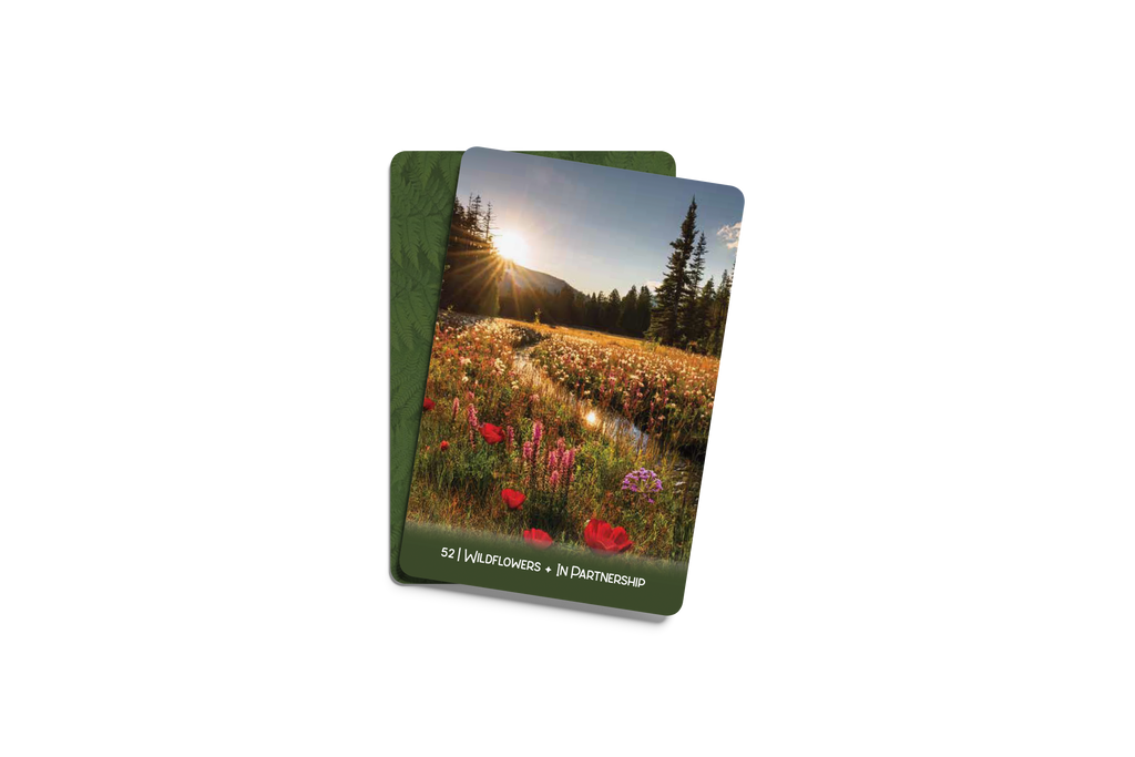 [PRE-ORDER] Forest Wisdom Oracle Deck & Guidebook